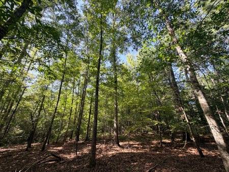 Greensboro, GA 30642 Greene County
