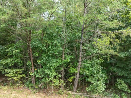 Young Harris, GA 30582 Towns County