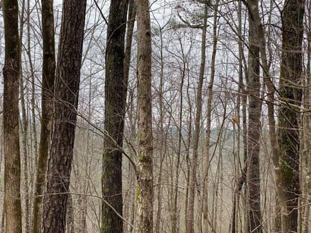 Ellijay, GA 30540 Gilmer County