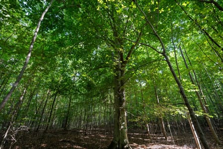 Tignall, GA 30668 Wilkes County