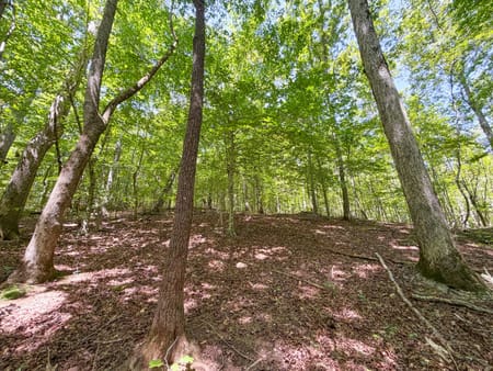 Buchanan, GA 30113 Haralson County