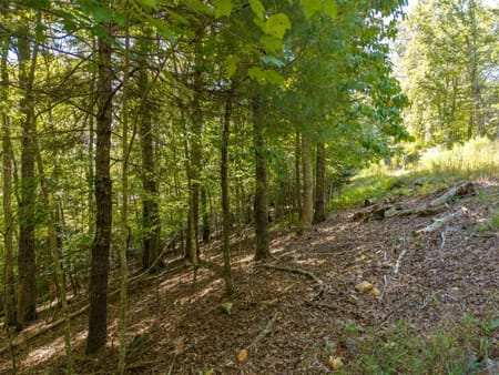 Mineral Bluff, GA 30559 Fannin County