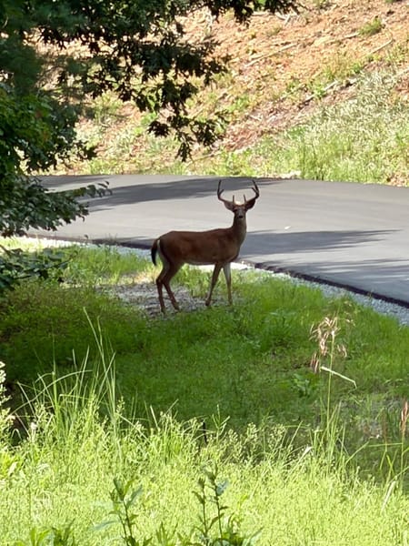 Blue Ridge, GA 30513 Fannin County
