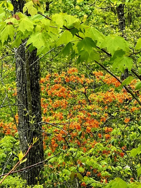 Blue Ridge, GA 30513 Fannin County