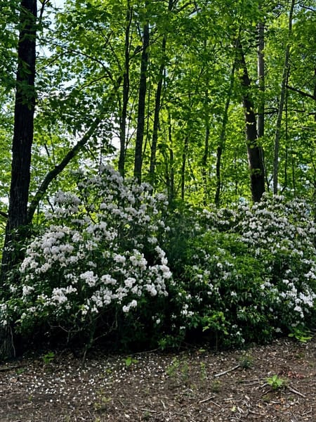 Blue Ridge, GA 30513 Fannin County