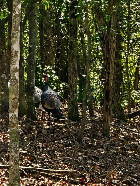 Blue Ridge, GA 30513 Fannin County