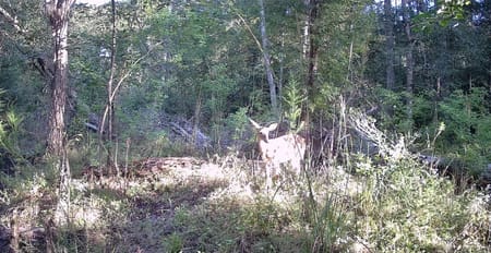 Springfield, GA 31329 Effingham County