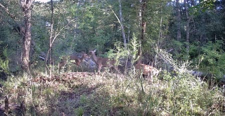 Springfield, GA 31329 Effingham County