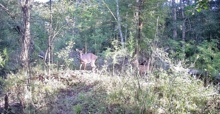 Springfield, GA 31329 Effingham County
