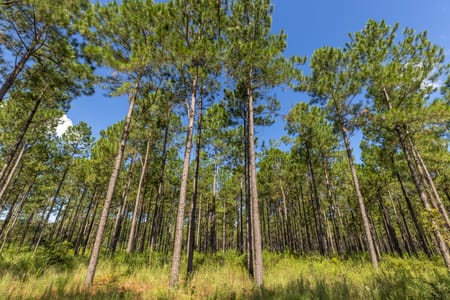 Smithville, GA 31787 Lee County