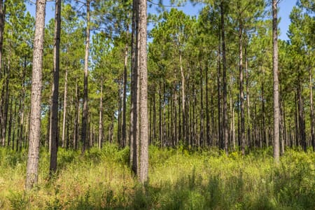 Smithville, GA 31787 Lee County