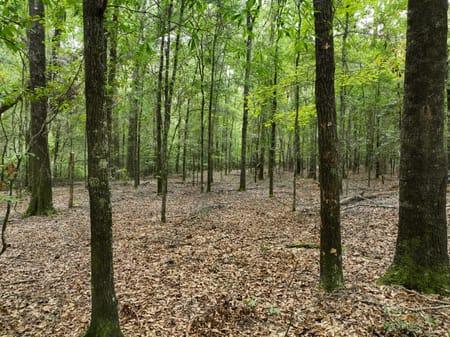 Macon, GA 31217 Twiggs County