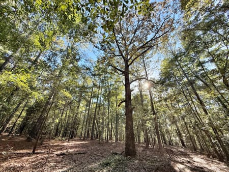Macon, GA 31217 Twiggs County