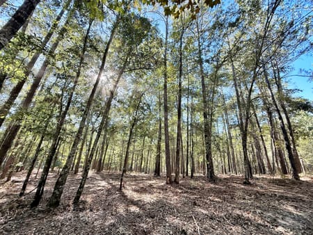 Macon, GA 31217 Twiggs County