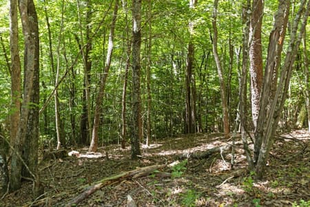 Blue Ridge, GA 30513 Fannin County
