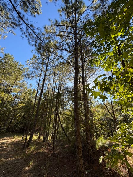 Meansville, GA 30256 Pike County