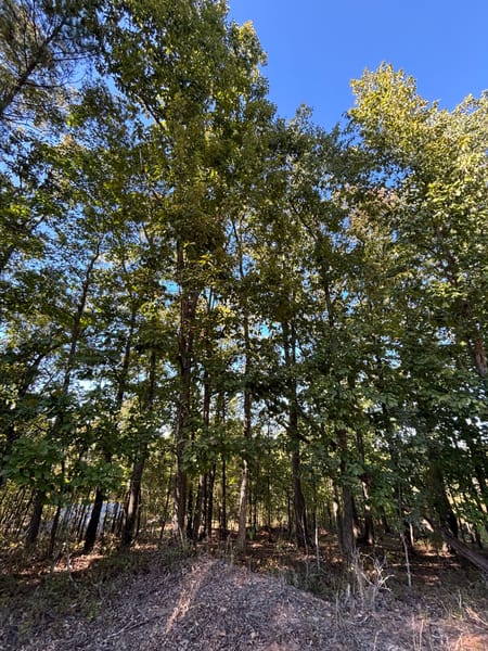 Meansville, GA 30256 Pike County