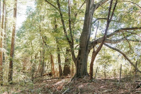 Washington, GA 30673 Wilkes County