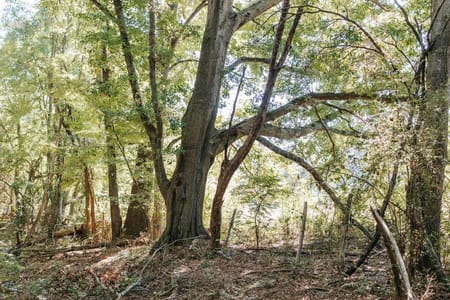 Washington, GA 30673 Wilkes County