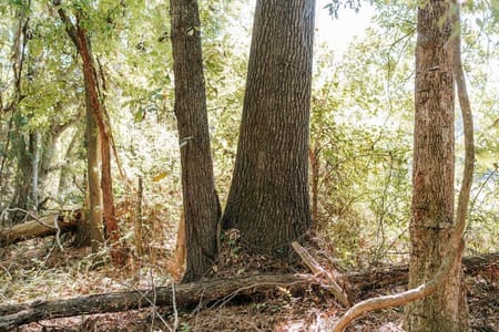 Washington, GA 30673 Wilkes County