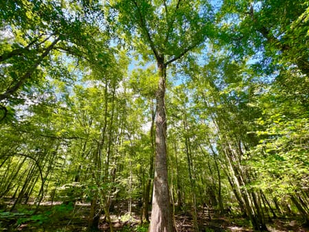 Pineview, GA 31071 Pulaski County