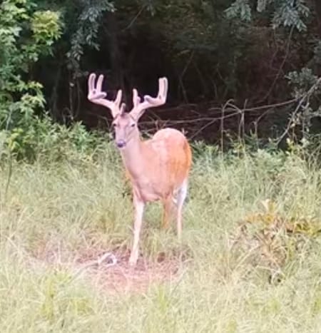 Pineview, GA 31071 Pulaski County