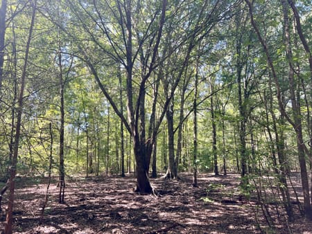 Pineview, GA 31071 Pulaski County
