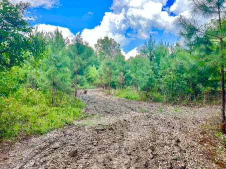 Pineview, GA 31071 Pulaski County