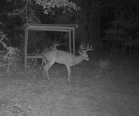 Pineview, GA 31071 Pulaski County