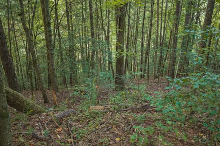 Ellijay, GA 30540 Gilmer County