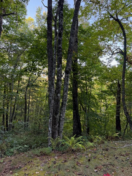 Clayton, GA 30525 Rabun County
