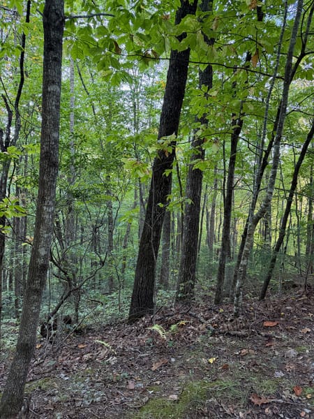 Clayton, GA 30525 Rabun County