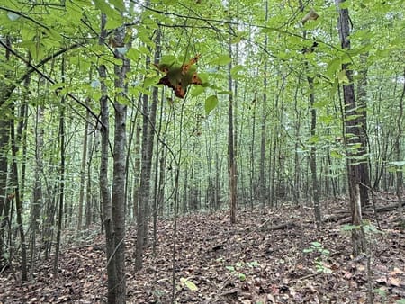 Ball Ground, GA 30107 Forsyth County