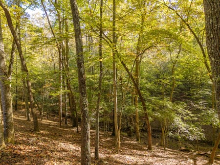 Blue Ridge, GA 30513 Fannin County