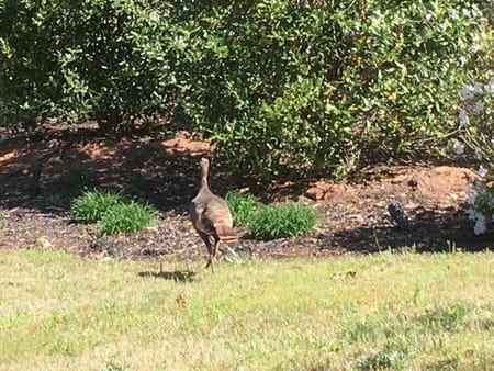 Ball Ground, GA 30107 Cherokee County
