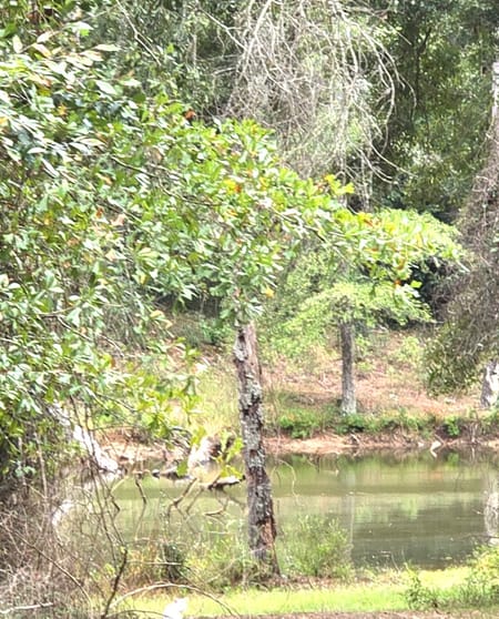 Jackson, GA 30233 Butts County