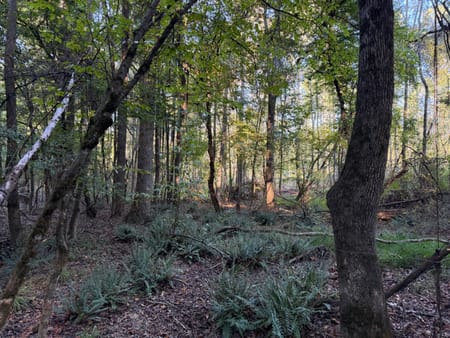 Rayle, GA 30660 Wilkes County