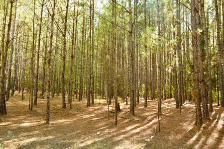 Lincolnton, GA 30817 Lincoln County