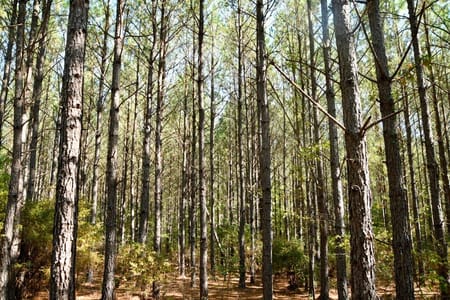 Lincolnton, GA 30817 Lincoln County