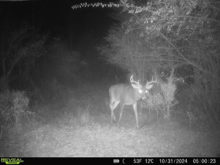 Madison, GA 30650 Morgan County