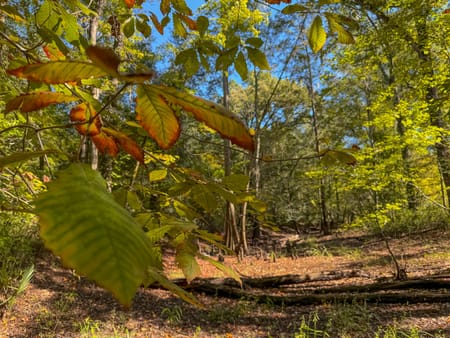 Louisville, GA 30434 Jefferson County