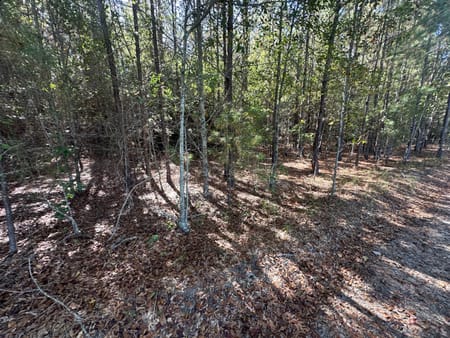 Sylvania, GA 30467 Screven County