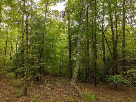 Ellijay, GA 30540 Gilmer County
