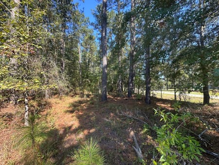Sylvania, GA 30467 Screven County