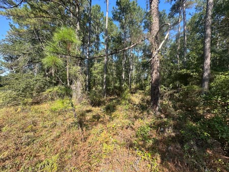 Sylvania, GA 30467 Screven County
