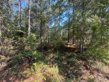 Sylvania, GA 30467 Screven County