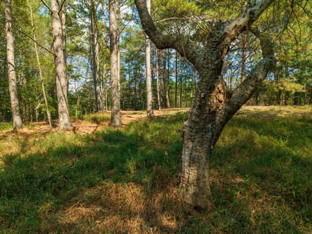 Ball Ground, GA 30107 Cherokee County