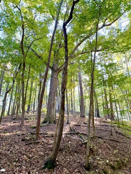 Rockmart, GA 30153 Polk County
