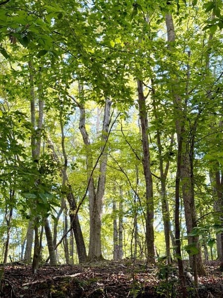 Rockmart, GA 30153 Polk County