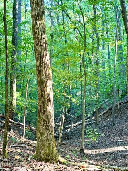 Rockmart, GA 30153 Polk County